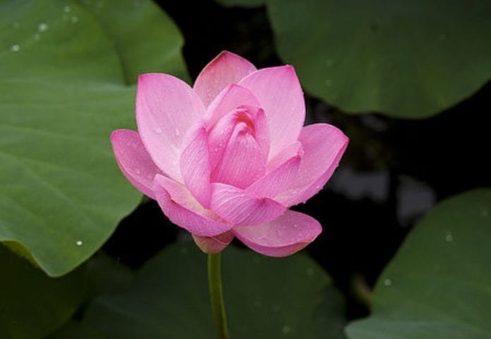 tatva